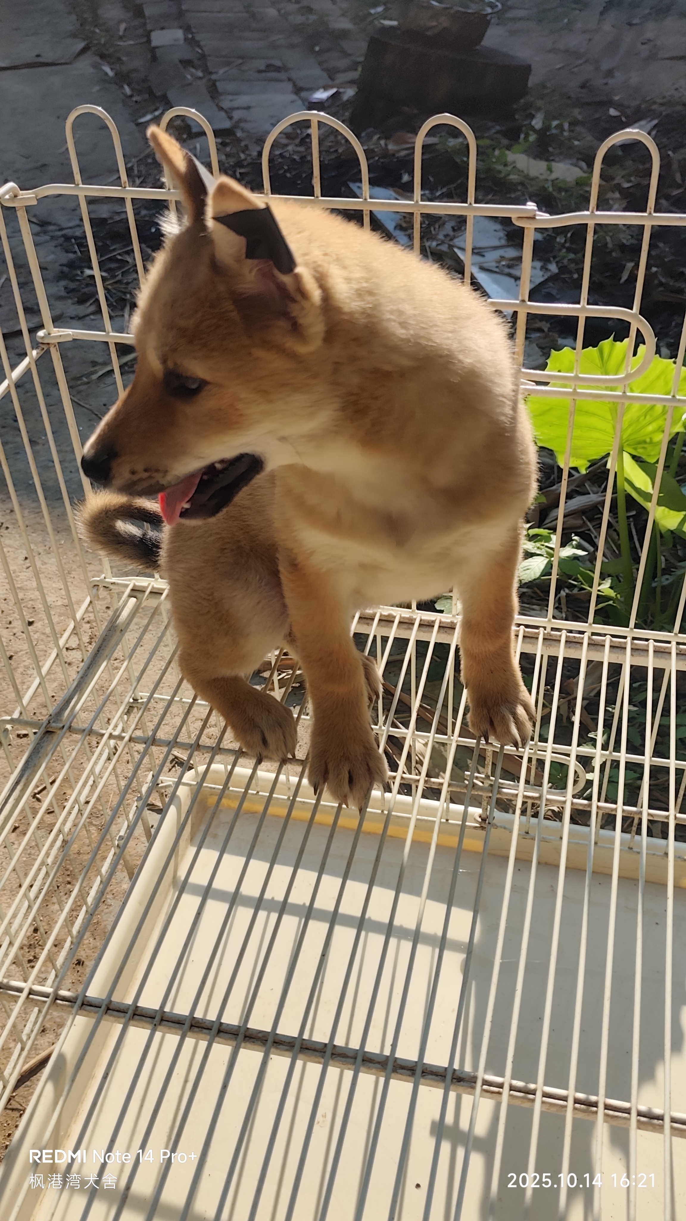 黄狗白面小母